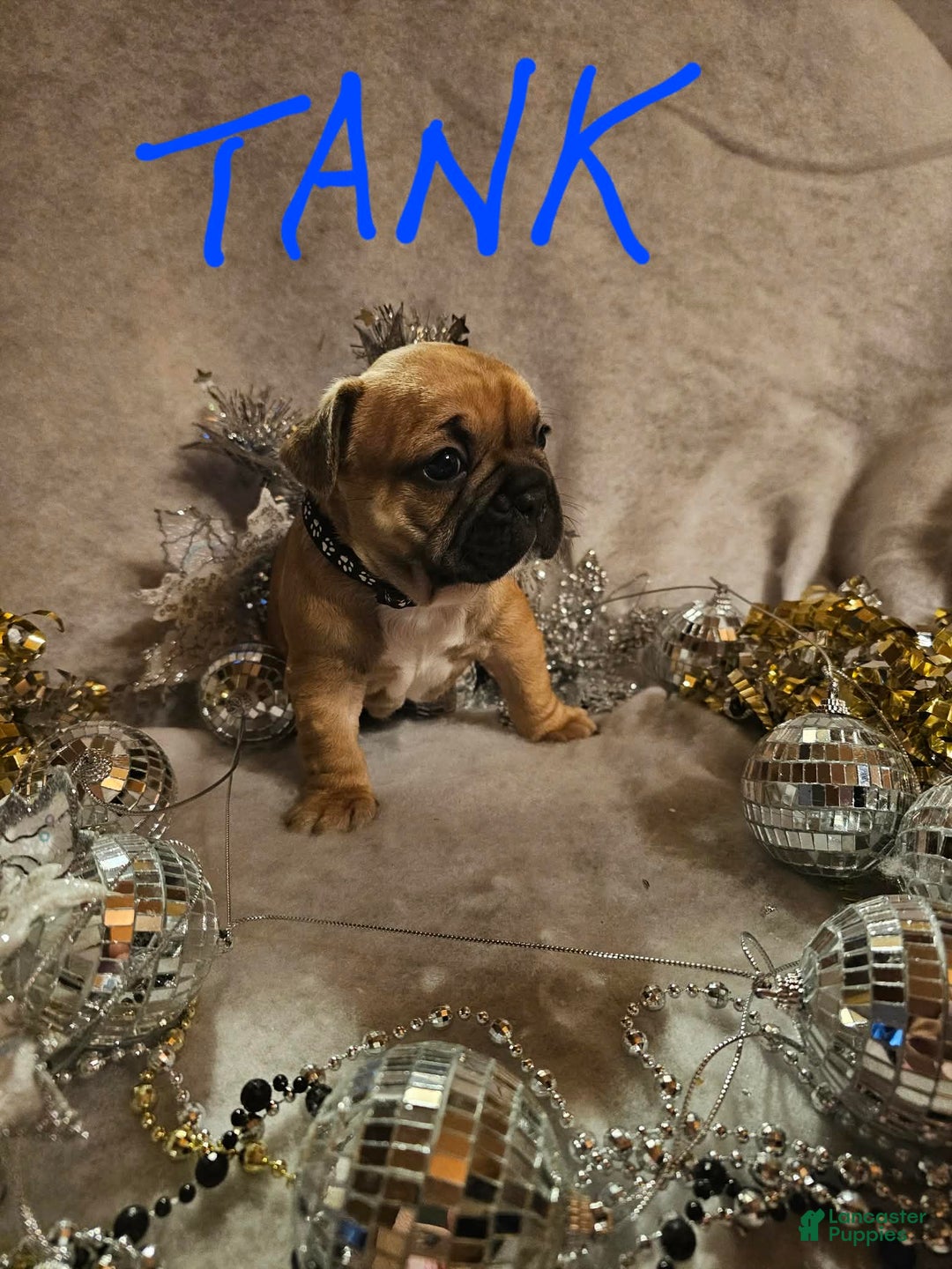 French Bulldog dogs for sale: Tank - Ad 1