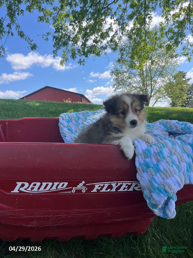 Shetland Sheepdog dogs Blake - Ad 2