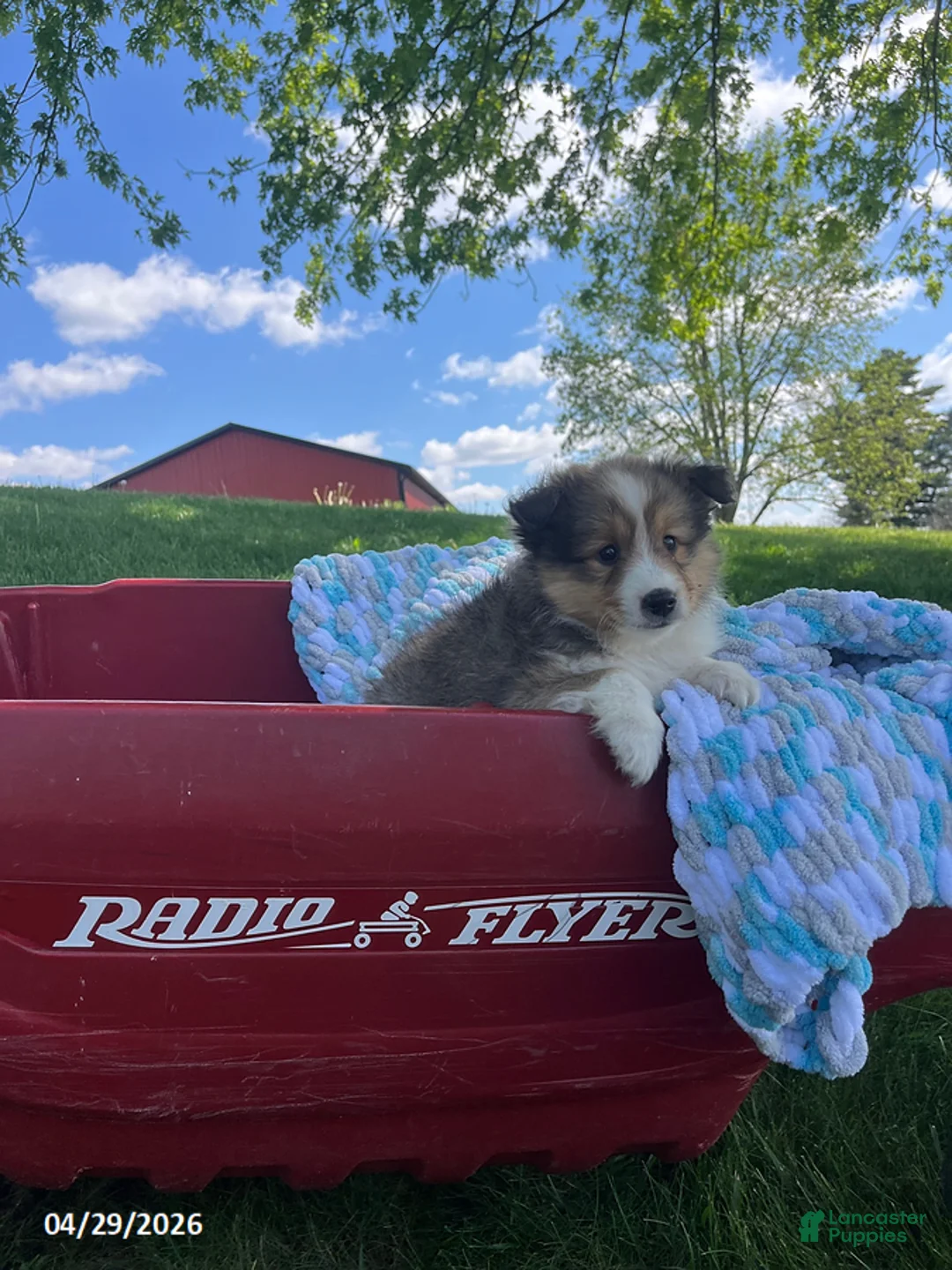 Shetland Sheepdog dogs for sale: Blake - Ad 2