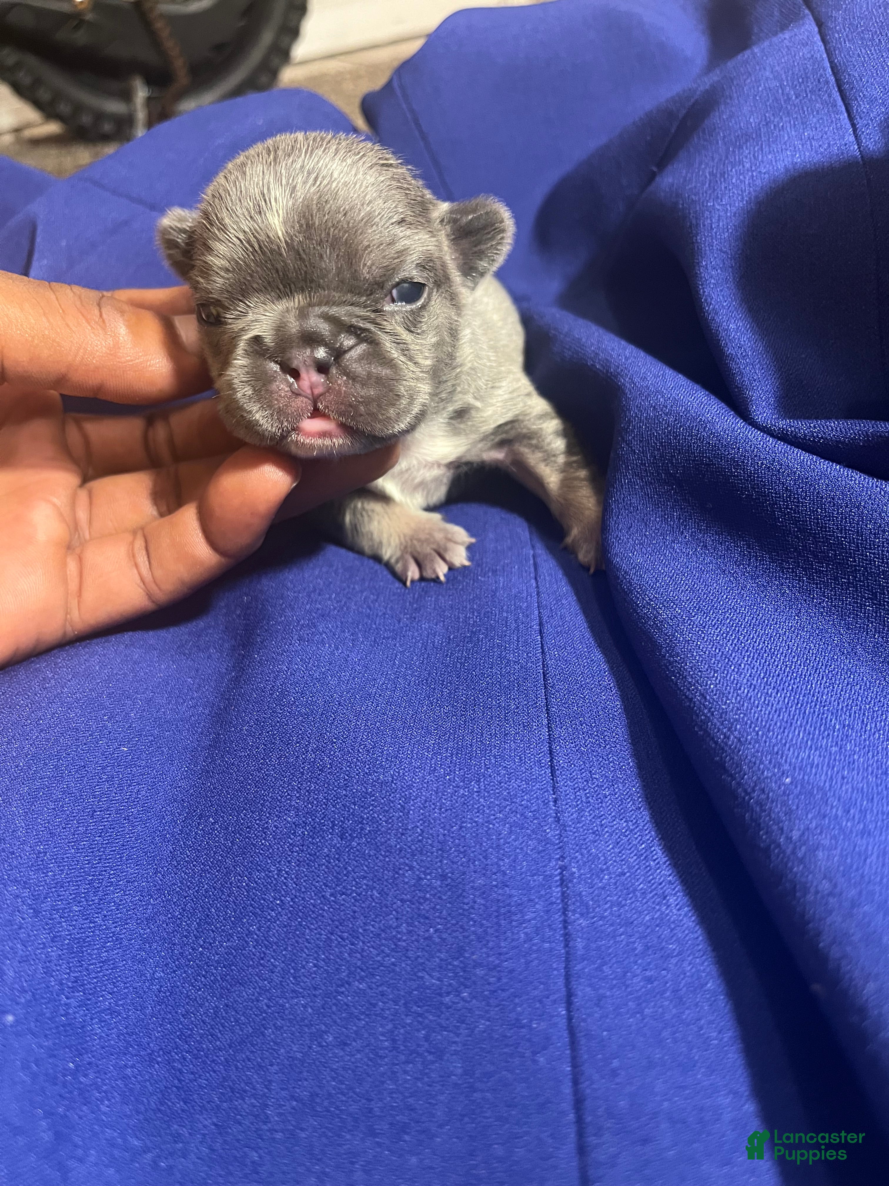 French Bulldog dogs French Bulldog 3 - Ad 2