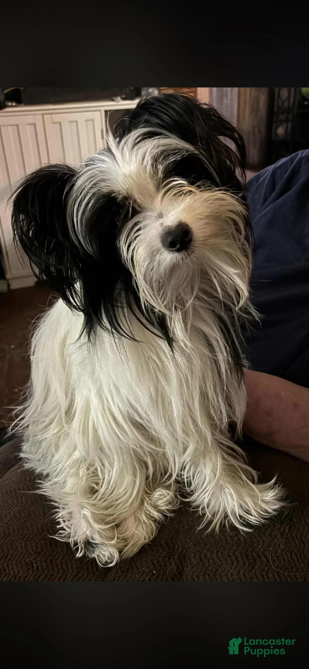 Dorkie dogs for sale: Bingo  - Ad 5