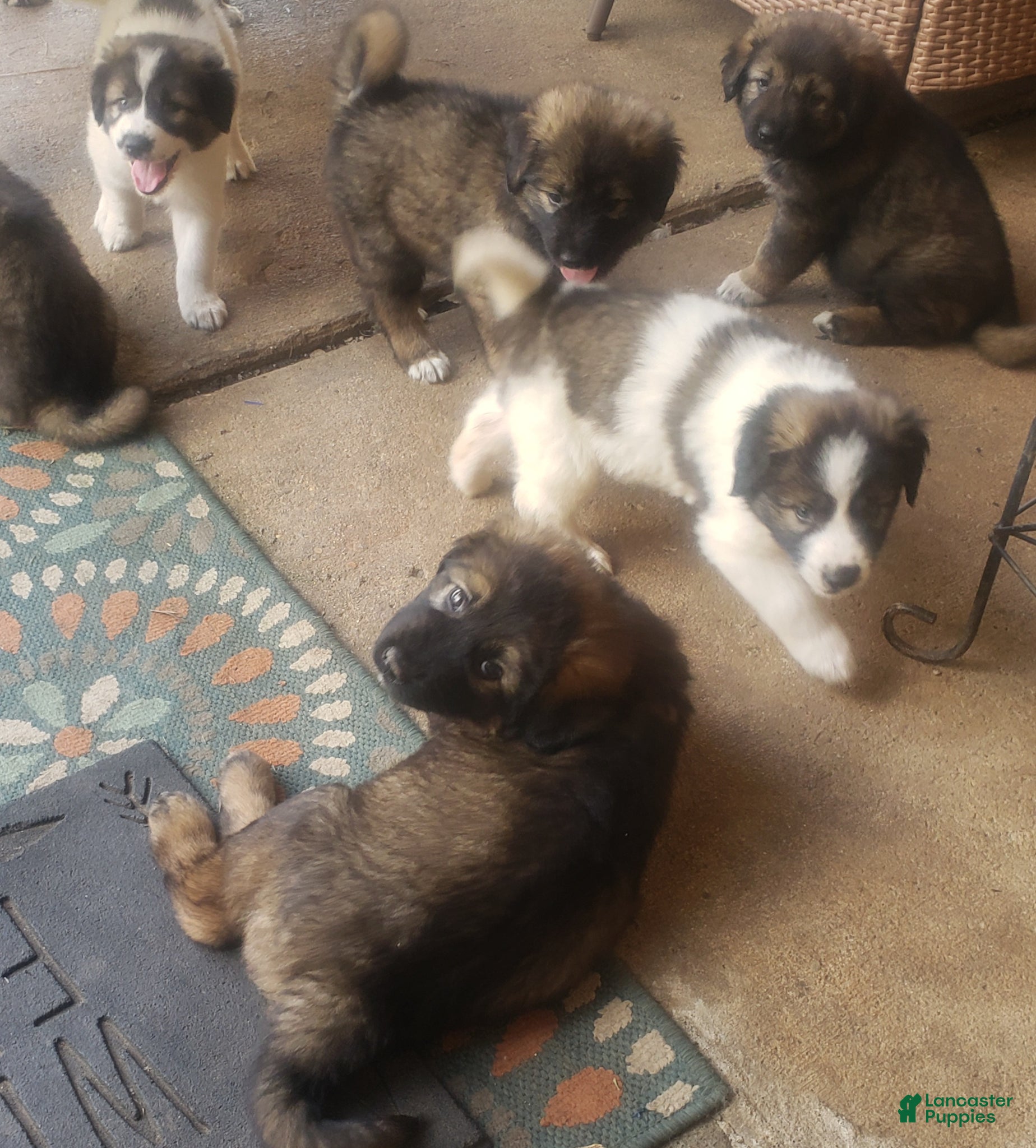 Caucasian Shepherd Dog dogs for sale: Caucasian Shepherd Dog Puppy 6 - Ad 3