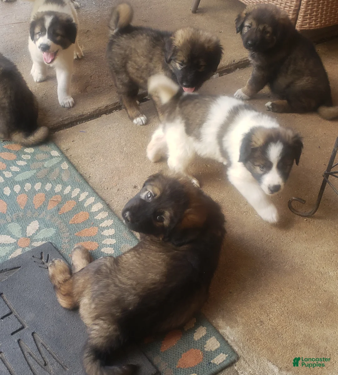 Caucasian Shepherd Dog dogs for sale: Caucasian Shepherd Dog Puppy 6 - Ad 1