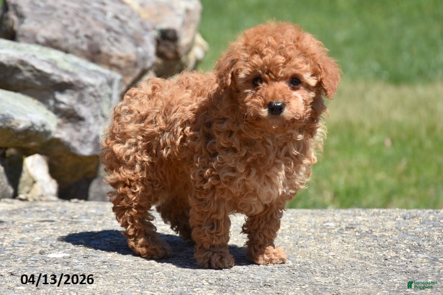Toy Poodle dogs Skip - Ad 1