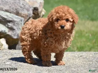 Toy Poodle dogs for sale: Skip - Ad 2