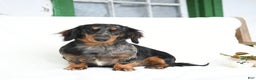 Miniature Dachshund dogs for sale: Cherish - Ad 7