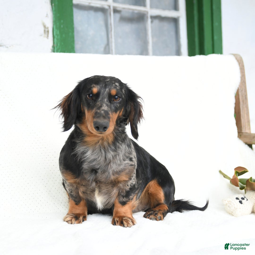 Miniature Dachshund dogs for sale: Cherish - Ad 7