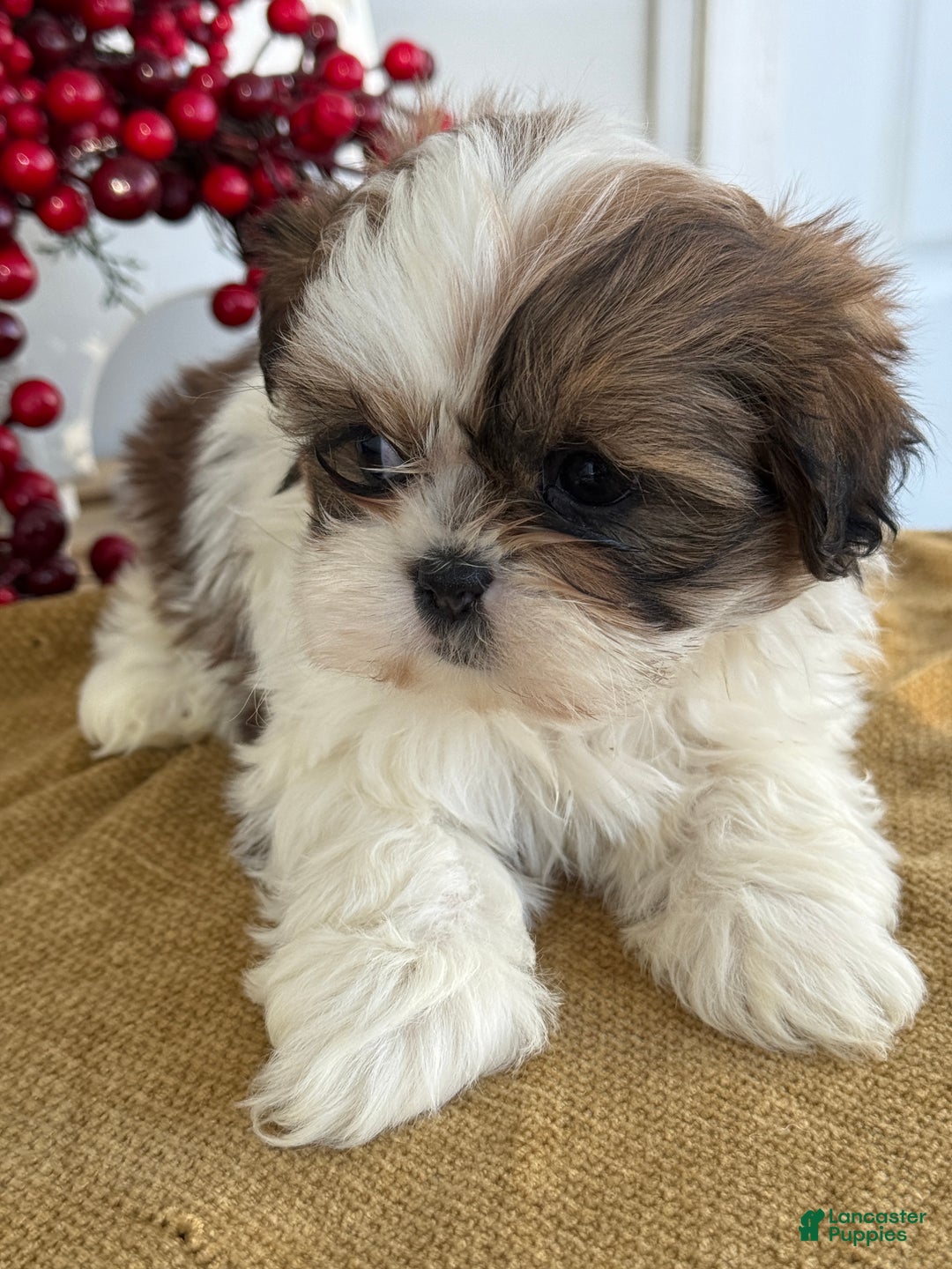Shih Tzu dogs for sale: Poppy - Ad 9