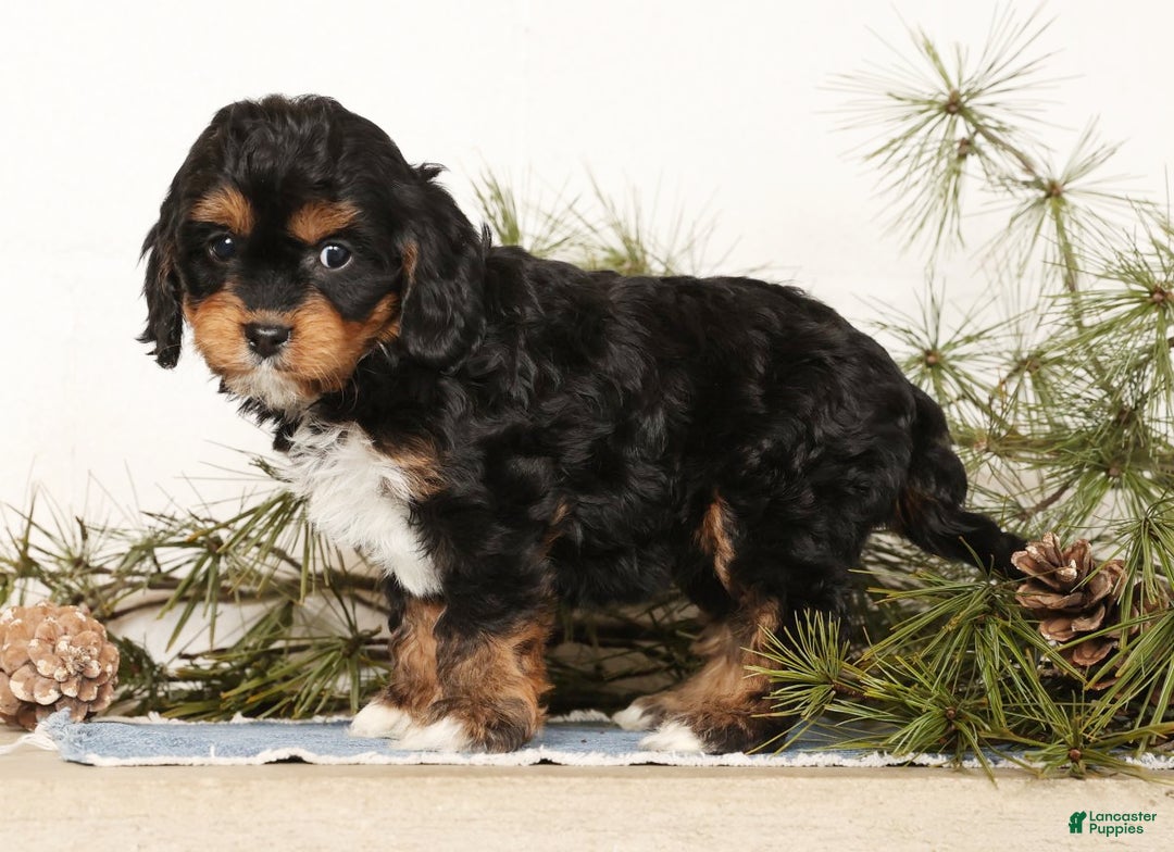 Cavapoo dogs for sale: Stella - Ad 7