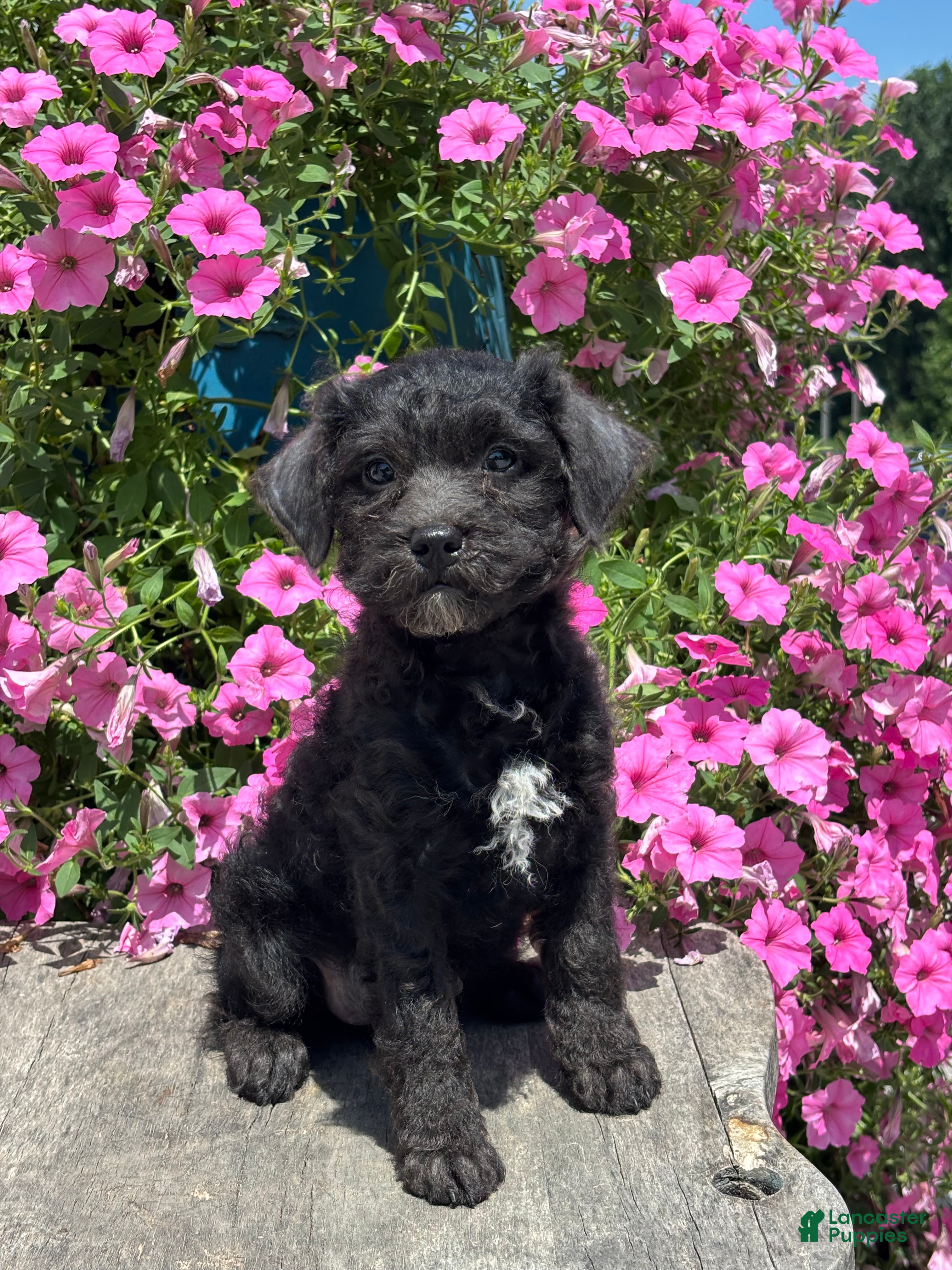 Miniature Poodle dogs Ella - Ad 2