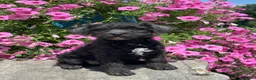 Miniature Poodle dogs for sale: Ella - Ad 2