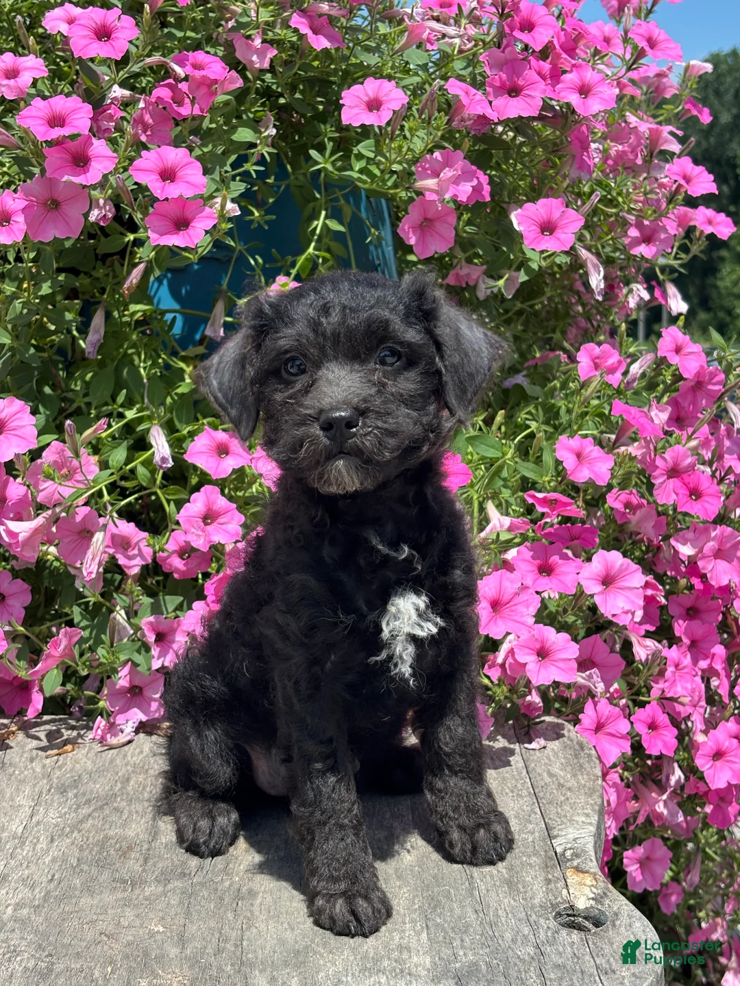 Miniature Poodle dogs for sale: Ella - Ad 2