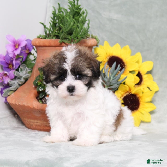 Teddy Bear dogs Universe - Ad 1