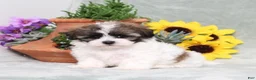 Teddy Bear dogs for sale: Universe - Ad 1