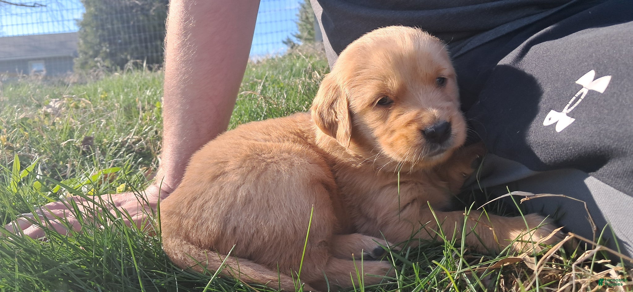 Golden Retriever dogs for sale: Mario - Ad 4