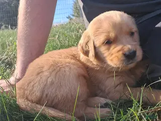 Golden Retriever dogs for sale: Mario - Ad 4