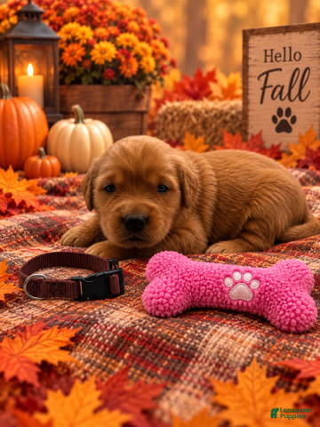 Golden Retriever dogs Maddie - Brown Collar - Ad 9