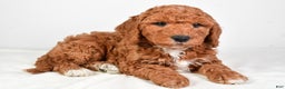 Mini Goldendoodle dogs for sale: Scott - Ad 4