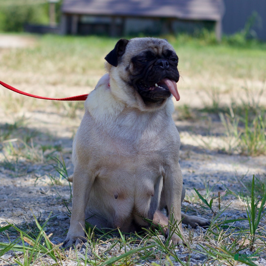 Pug dogs for sale: Pug Bug - Ad 6
