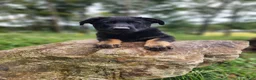 German Shepherd dogs for sale: Trek - Ad 3