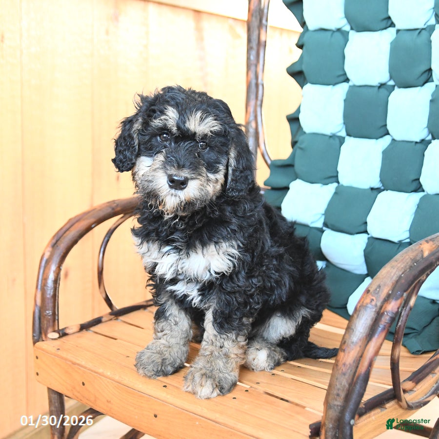 Mini Bernedoodle dogs Willow - Ad 10