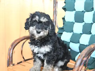 Mini Bernedoodle dogs Willow - Ad 10
