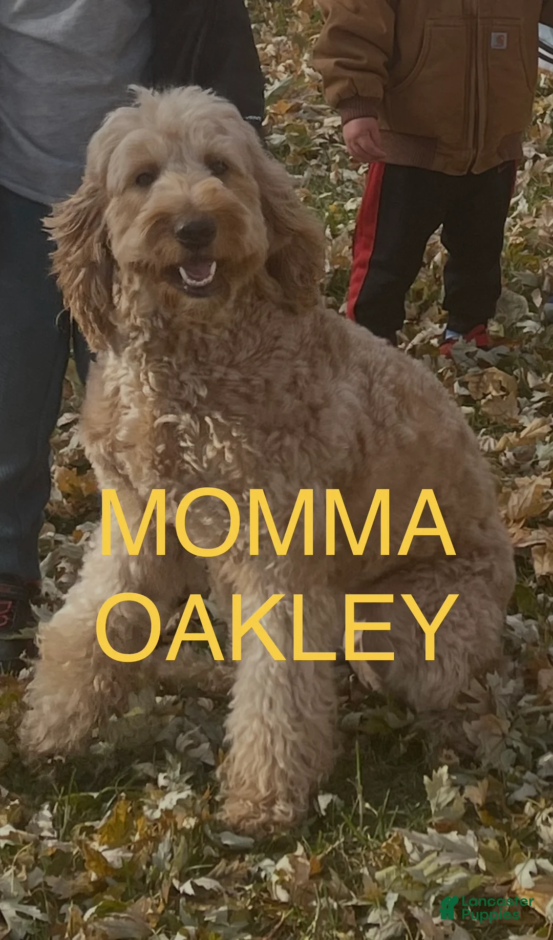 Mixed Breed dogs for sale: Golden Bernedoodles - Ad 2