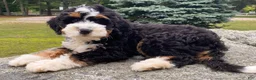 Mini Bernedoodle dogs for sale: 🩵IN BOSTON MASSACHUSETTS AREA🩵TRADITIONAL TRI COLOR🩵MINI BERNEDOODLE🩵 - Ad 7