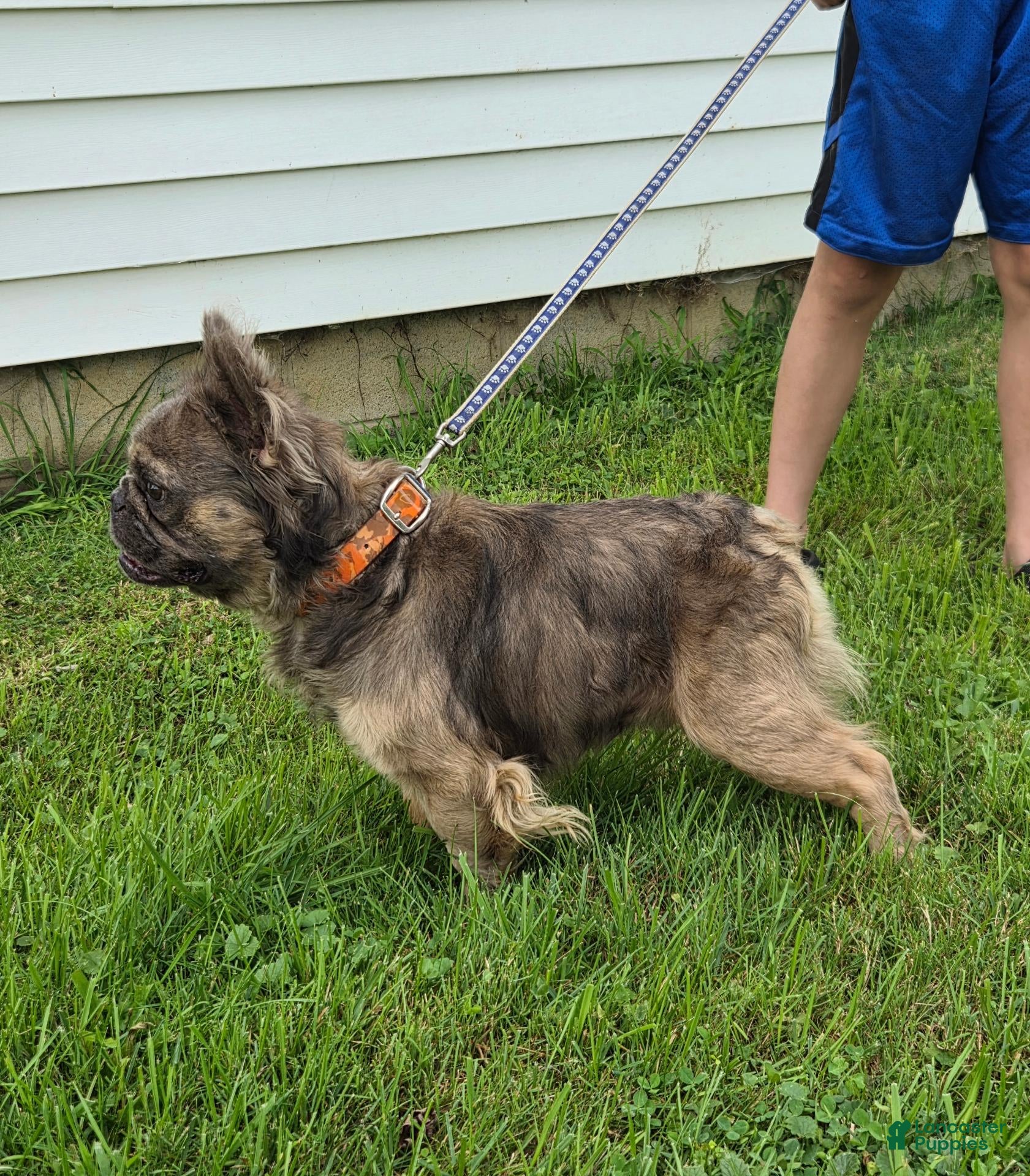 French Bulldog dogs French Bulldog 1 - Ad 1