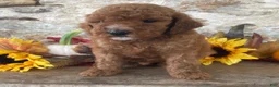 Mini Goldendoodle dogs for sale: Nelson - Ad 3
