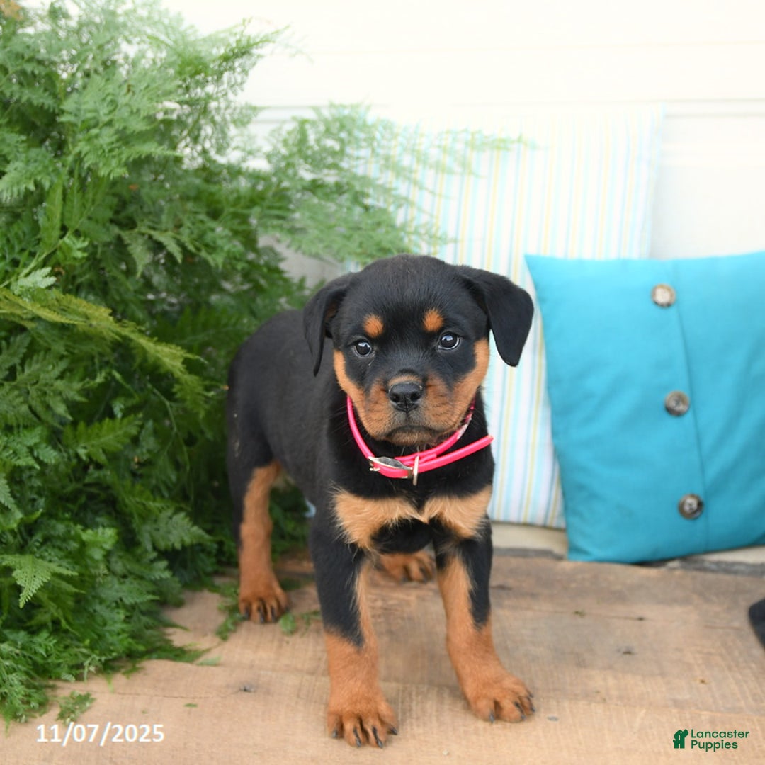 Rottweiler dogs for sale: Ava  - Ad 3