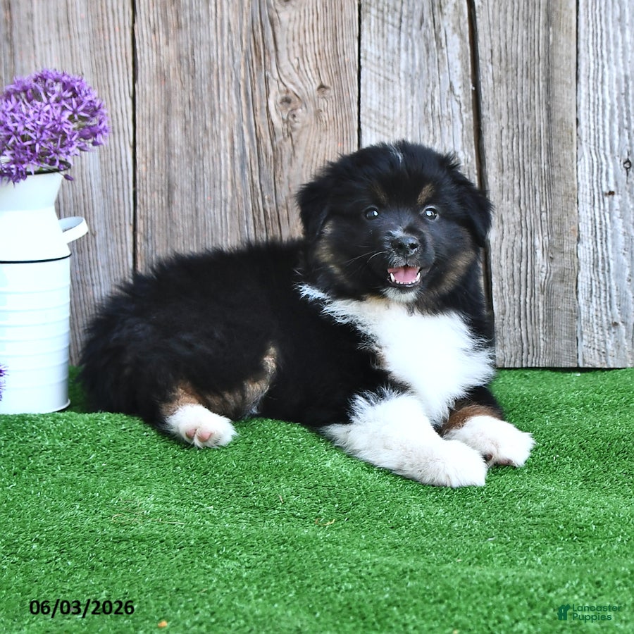 Miniature Australian Shepherd dogs Rocket - Ad 2