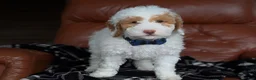Mini Goldendoodle dogs for sale: Patches - Ad 6