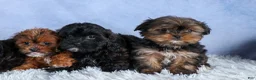 Shorkie dogs for sale: JESSIE - Ad 17