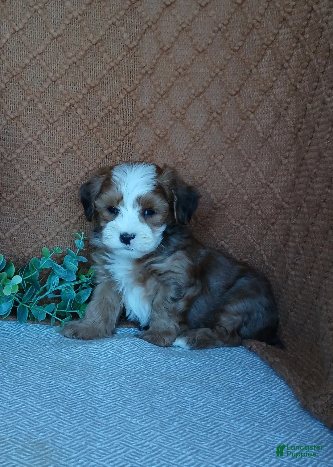 Havanese dogs for sale: Kodi - Ad 5