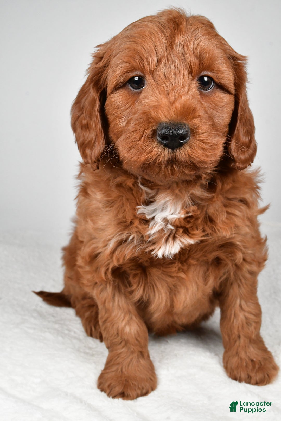 Mini Goldendoodle dogs for sale: Noelle - Ad 14