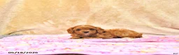 Cavapoo dogs for sale: Mandi - Ad 4