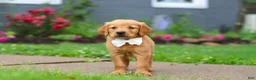 Golden Retriever dogs for sale: Bubbles - Ad 7
