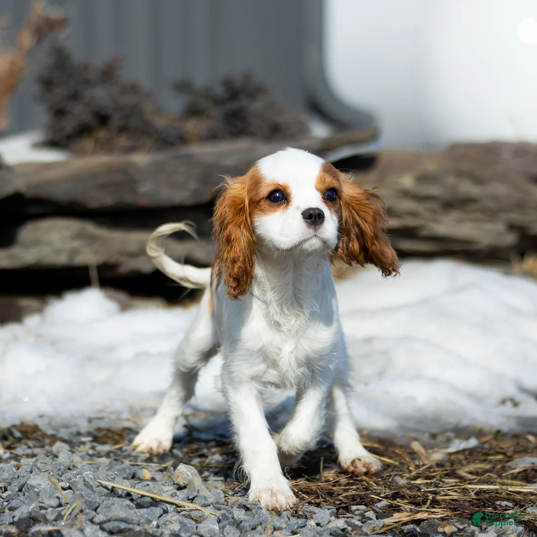 Cavalier King Charles Spaniel dogs for sale: Beverly - Ad 1
