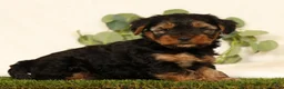 Yorkshire Terrier dogs for sale: Bo - Ad 5