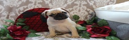 Pug dogs for sale: Casey - Ad 3