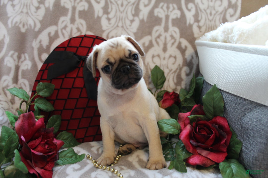Pug dogs for sale: Casey - Ad 3