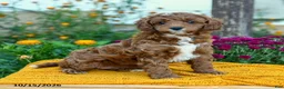 Cavapoo dogs for sale: Peanut  - Ad 1