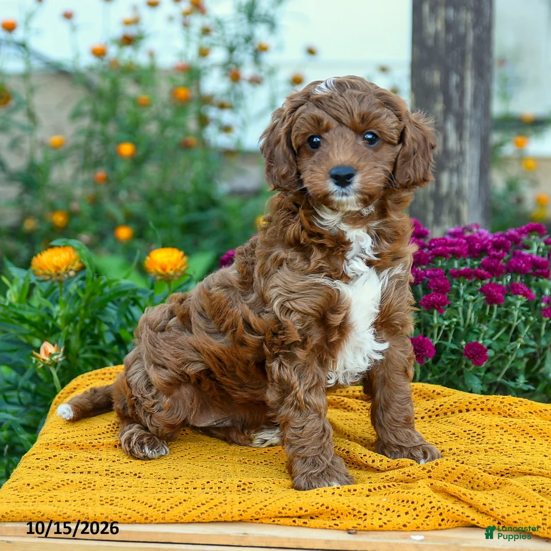 Cavapoo dogs for sale: Peanut  - Ad 1
