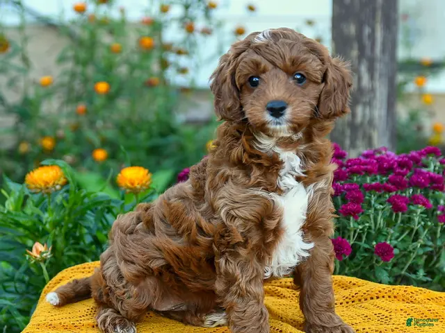 Cavapoo dogs for sale: Peanut - Ad 1