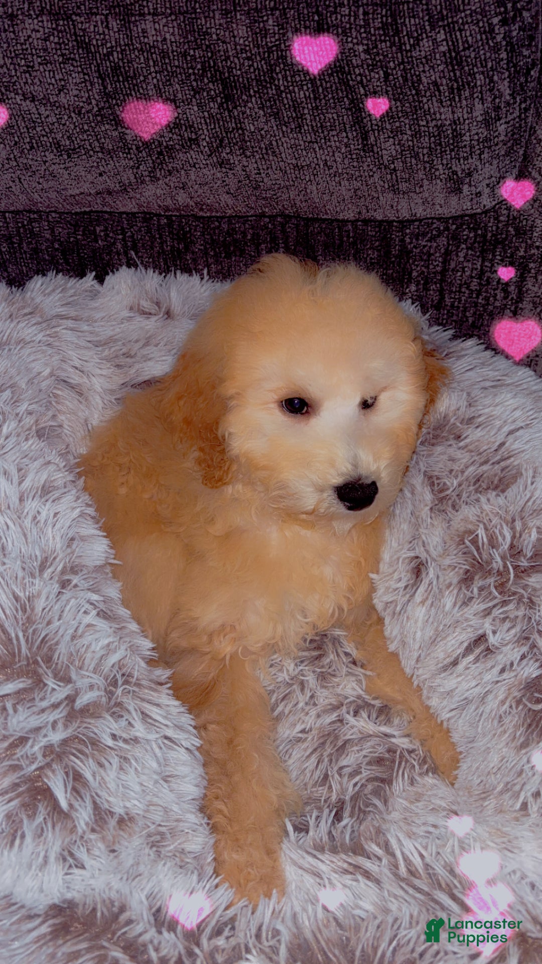 Mixed Breed dogs for sale: Bruno - Ad 5