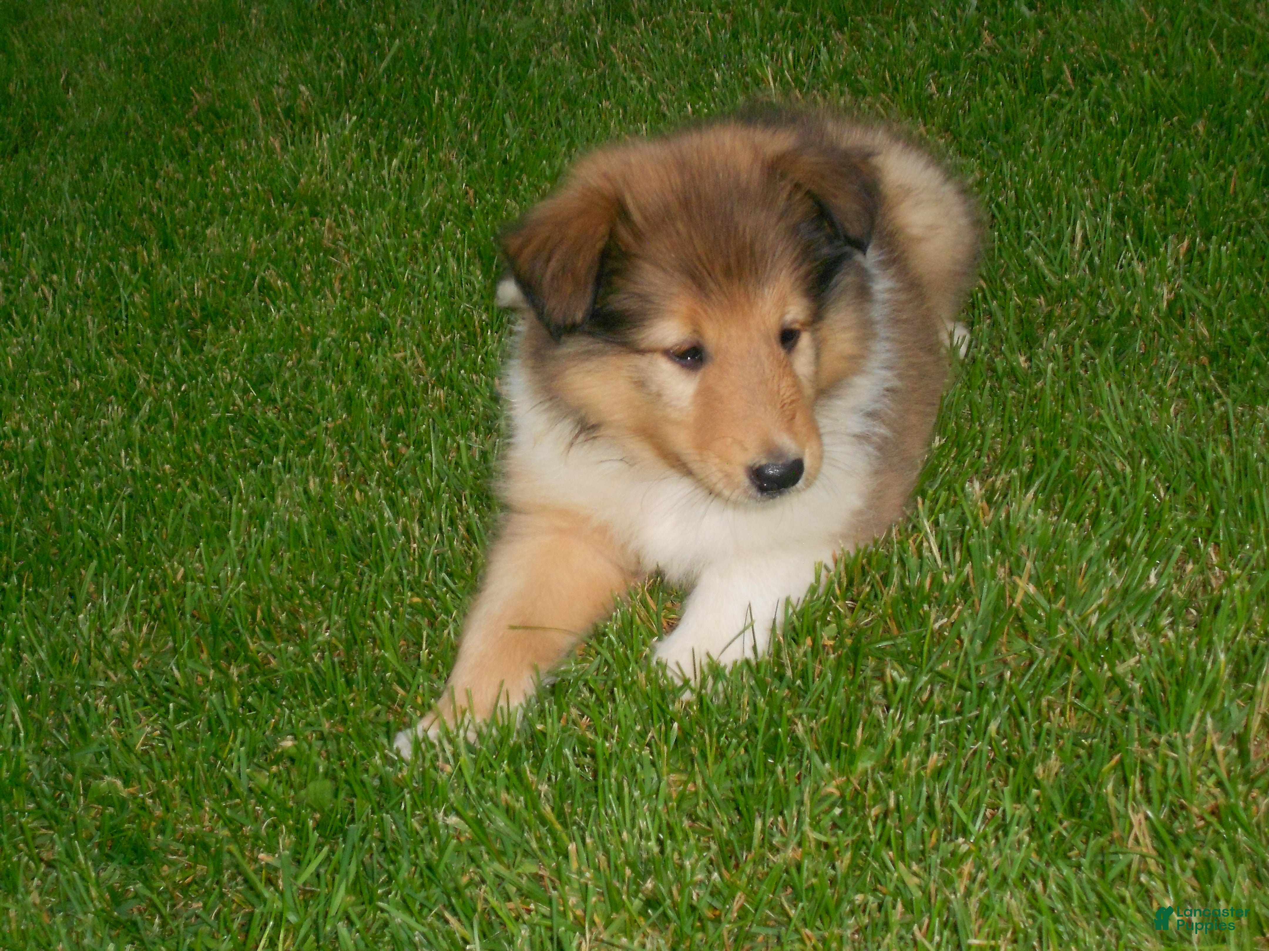 Collie dogs for sale: Bobby - Ad 6