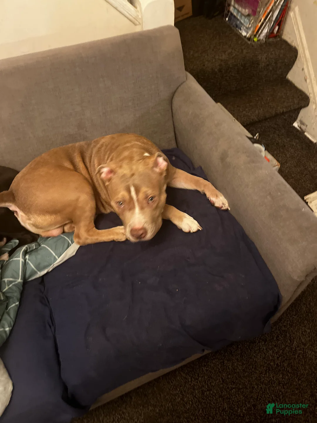 American Bully dogs for sale: American Bully Puppy 1 - Ad 2