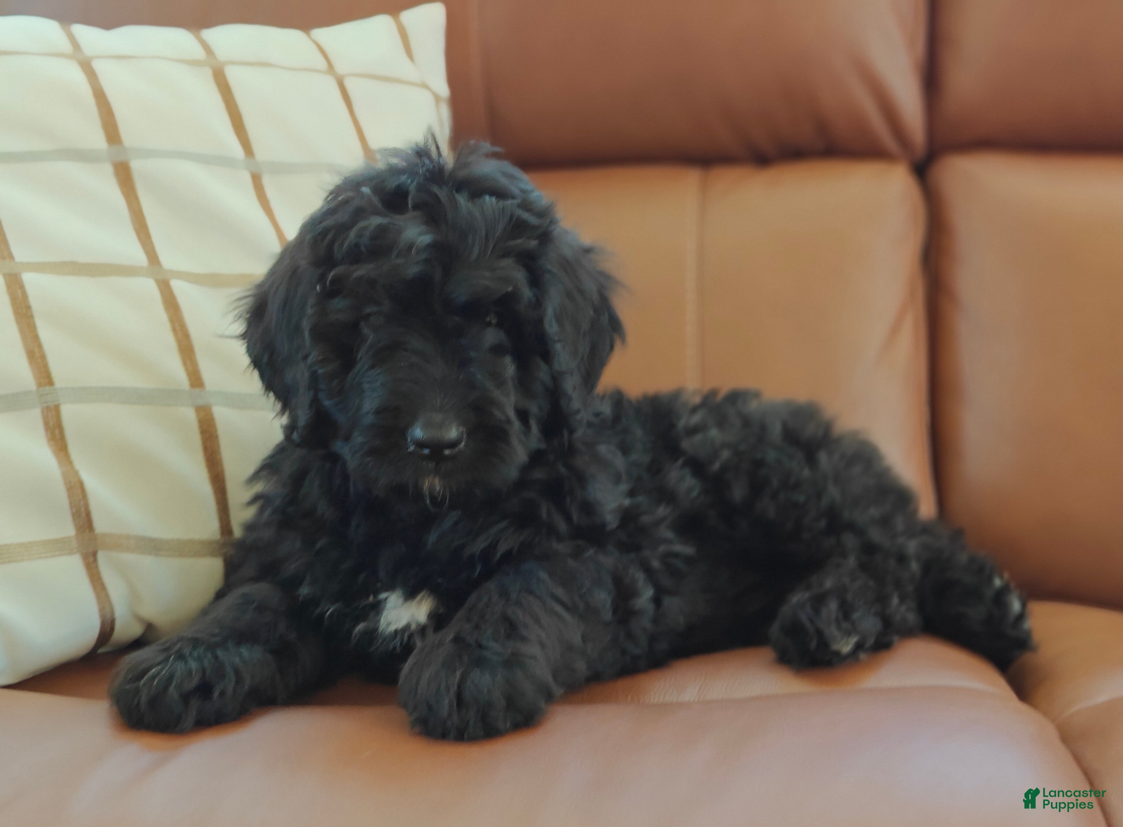Bernedoodle dogs Shadow  - Ad 1