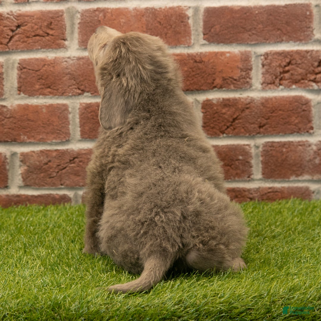 Newfoundland dogs for sale: Mia - Ad 5